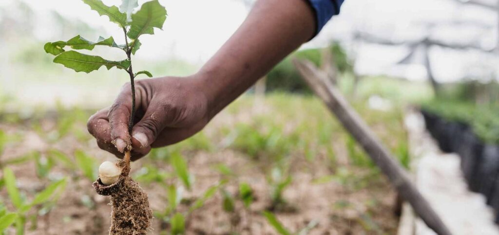 Local teens plant and tend some of the project’s native trees.